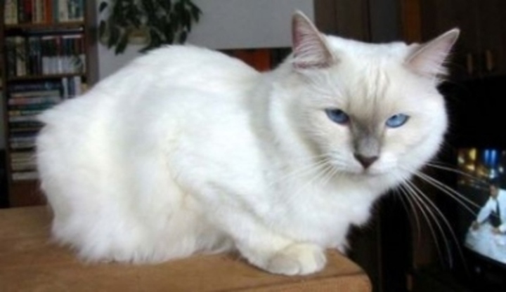 Ragdoll