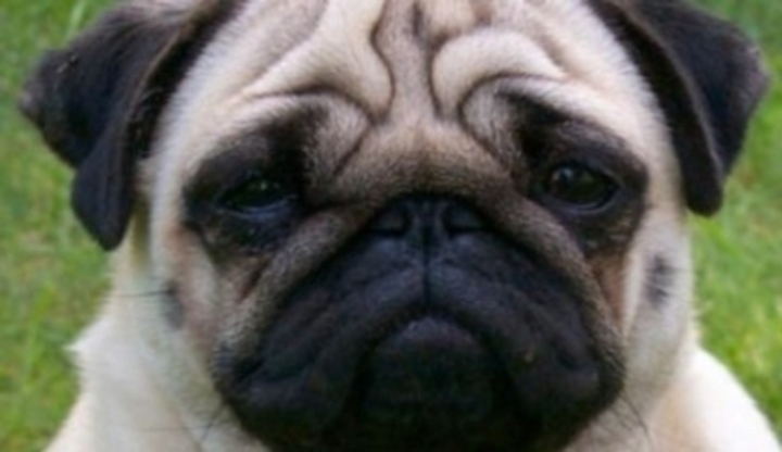 Mops