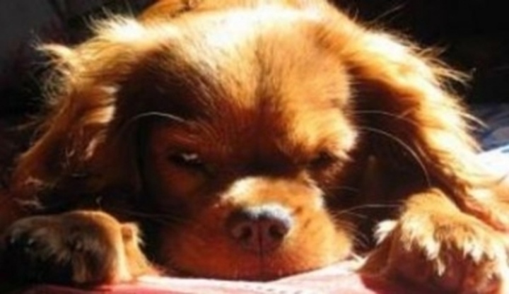 Cavalier King Charles Spaniel
