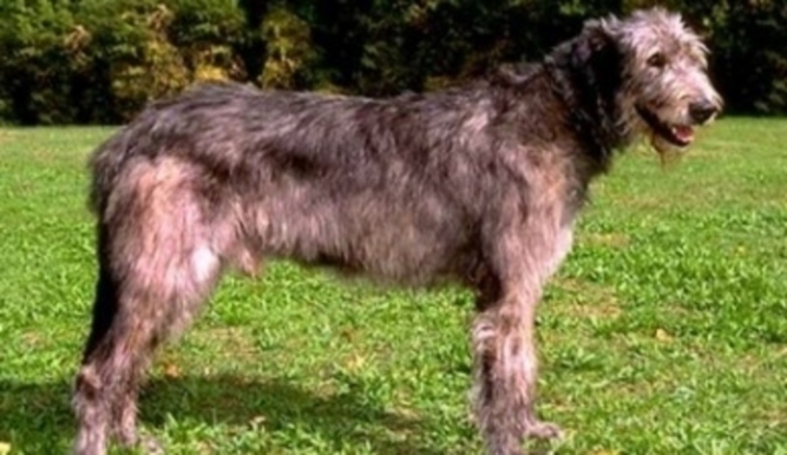 Irský vlkodav