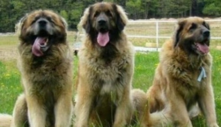 Leonberger