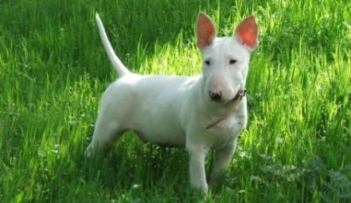Pitbul
