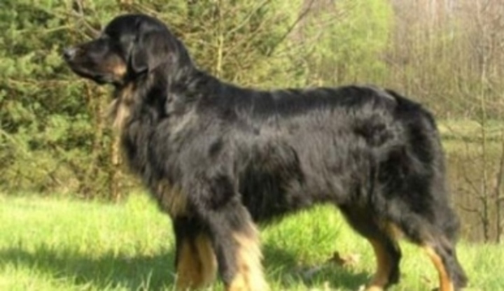 Hovawart