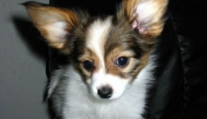 Papillon
