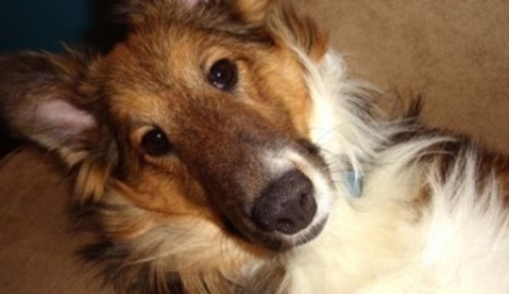 Sheltie