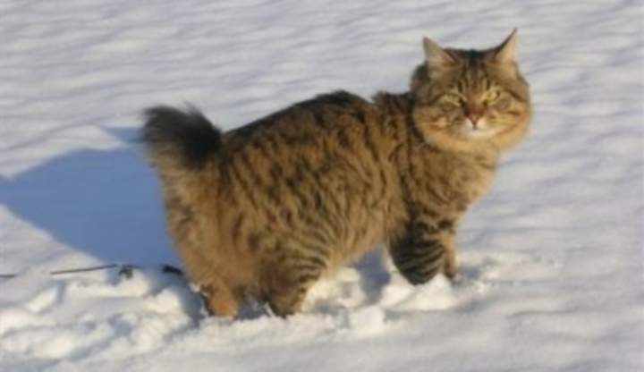 Kurilský bobtail
