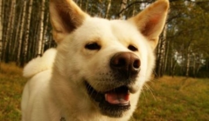 Akita inu