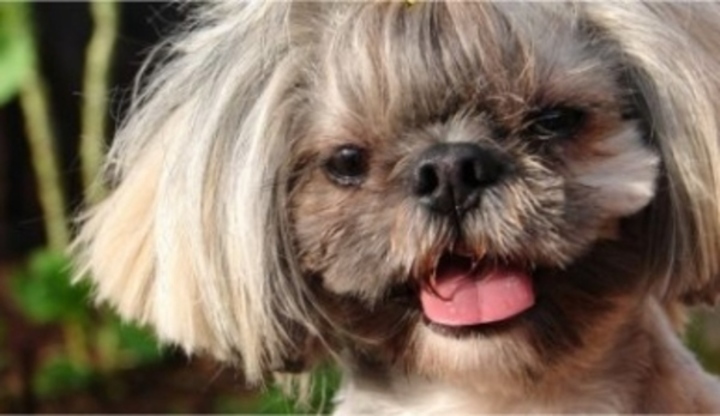 lhasa apso, pes