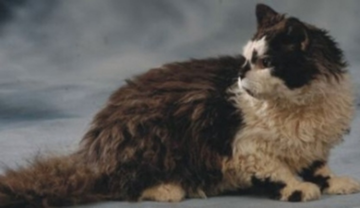selkirk rex kočka