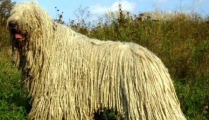 Komondor