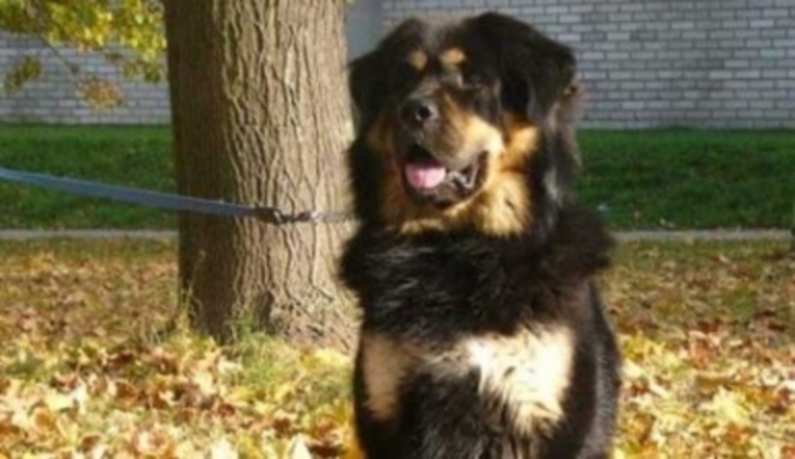 Tibetská doga