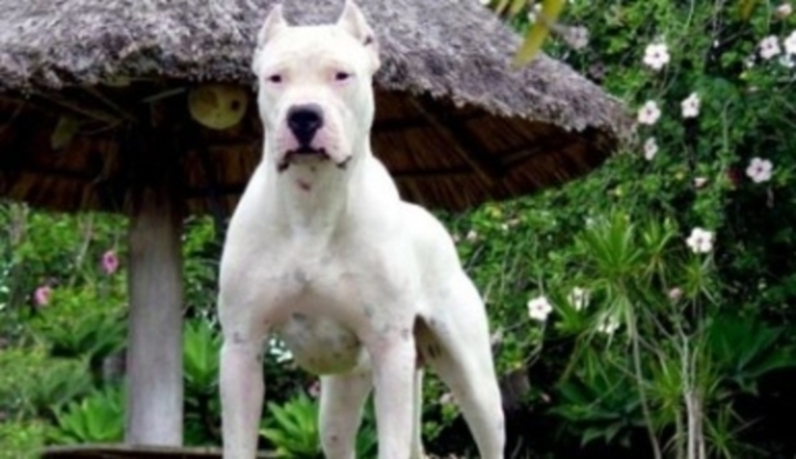 Argentinská doga