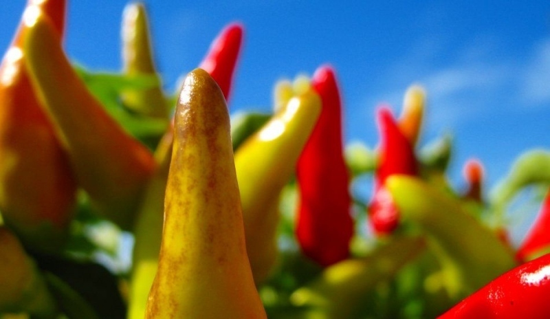 Chilli papričky