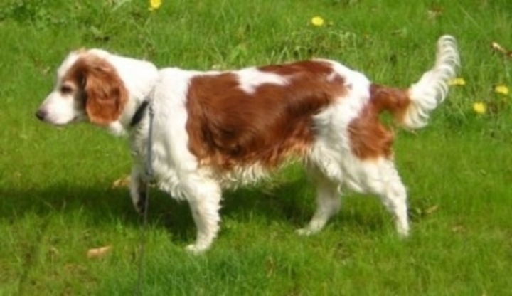 Welsh Springel Spaniel