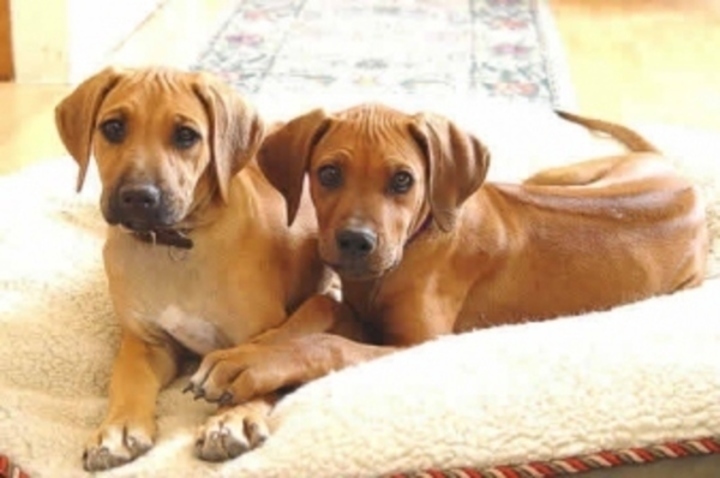 Rhodézský ridgeback