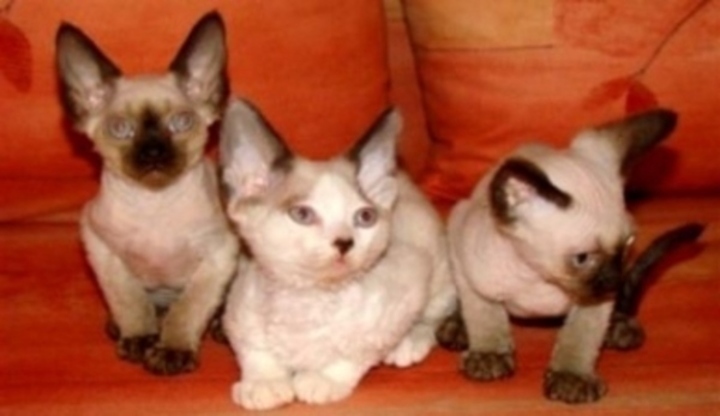 Kočičí plemeno devon rex