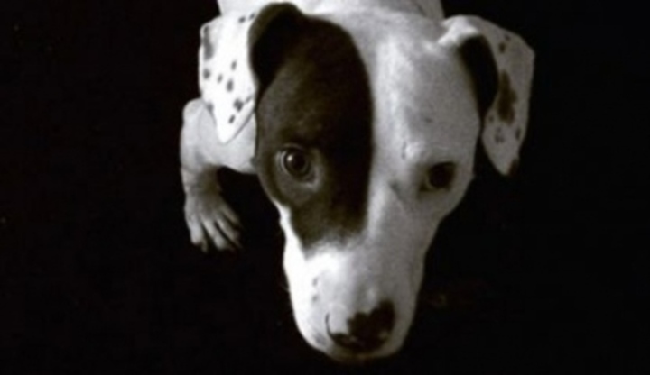 Pitbulteriér
