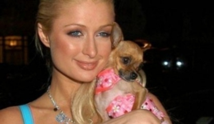 Paris Hilton s pejskem