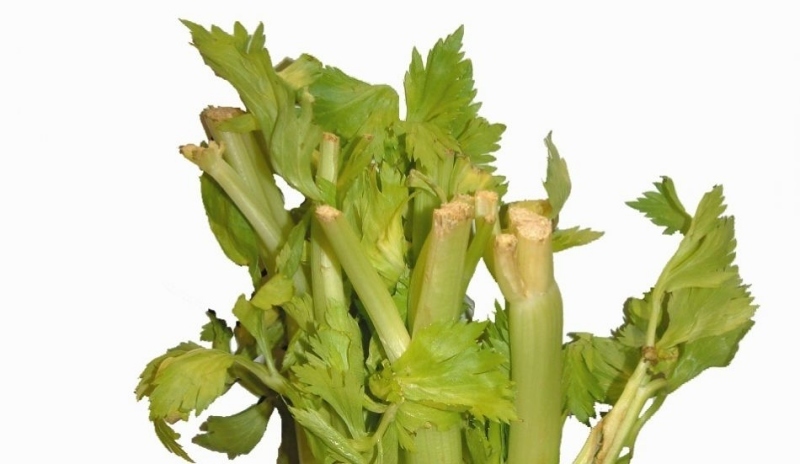 Řapíkatý celer
