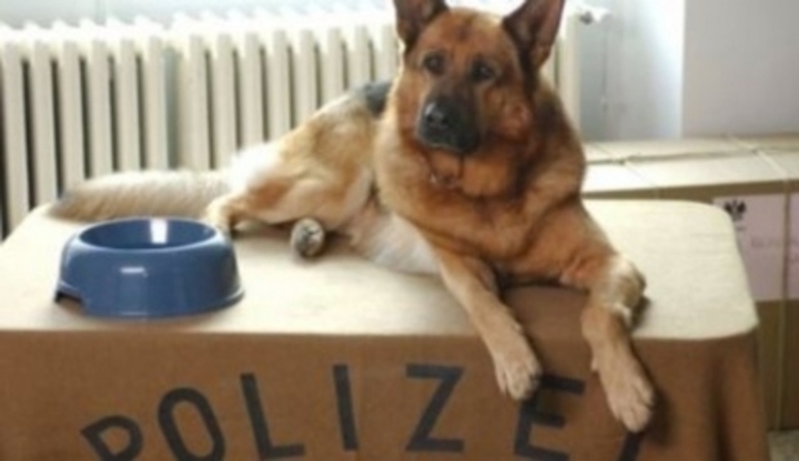 Komisař Rex