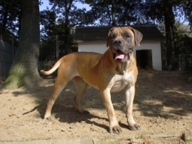 Boerboel
