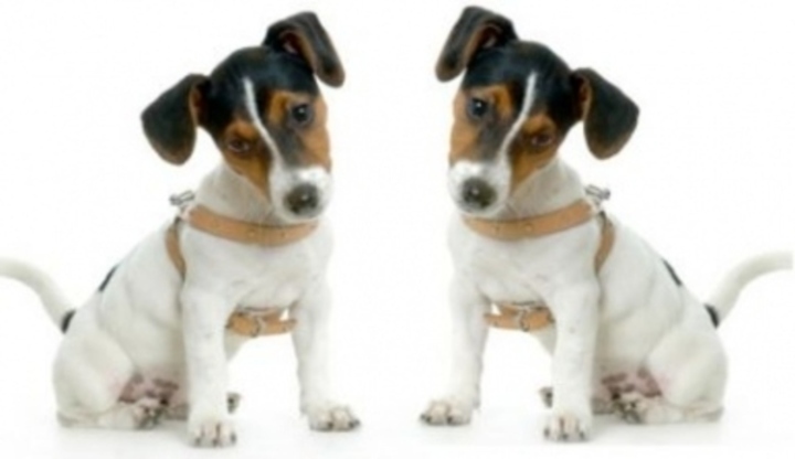 Jack Russel Teriér