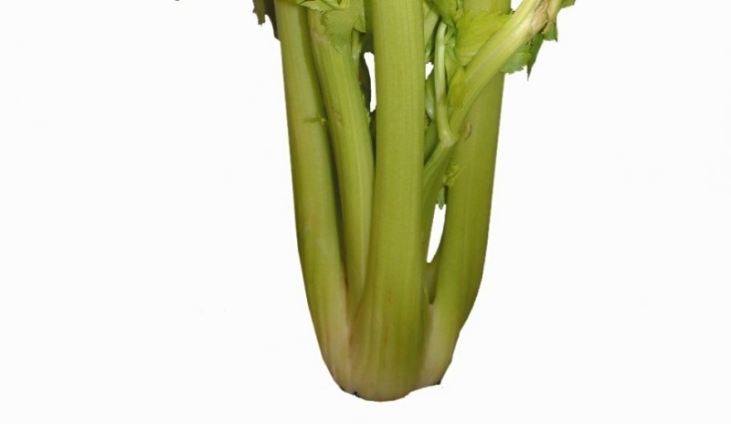 Řapíkatý celer