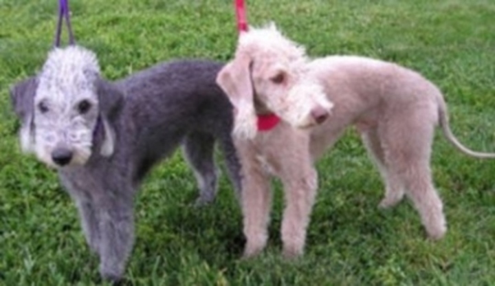 Bedlington teriér