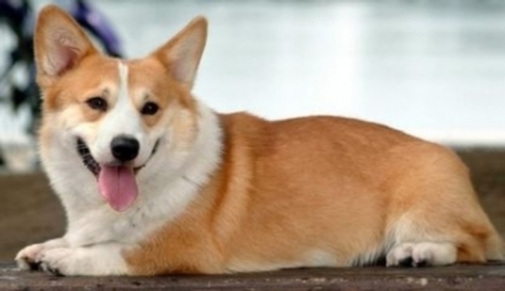 Pembroke Welsh Corgi