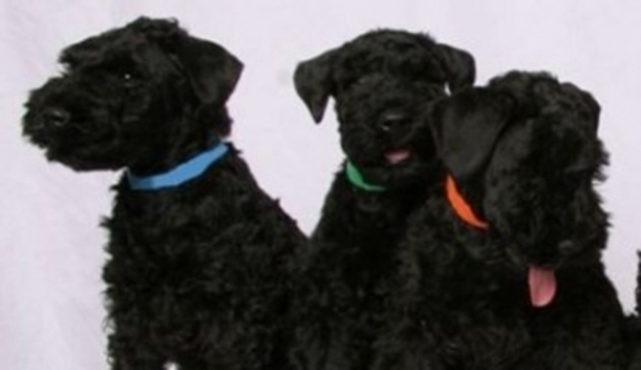 Kerry Blue Terrier