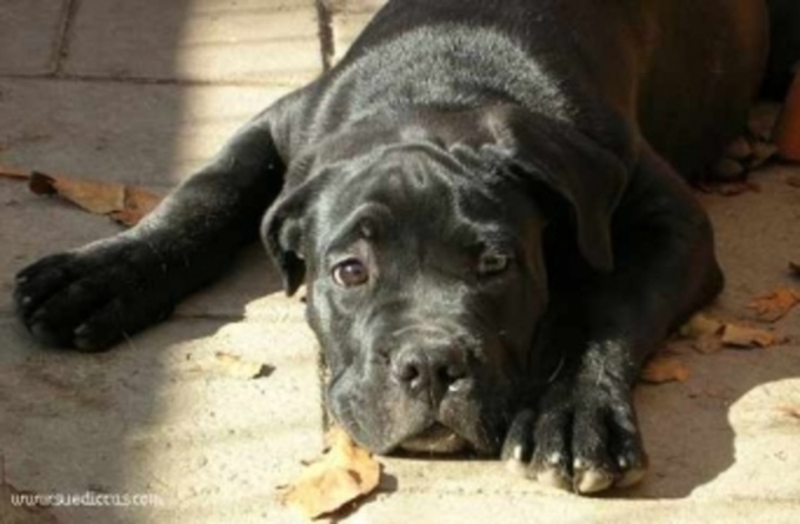 Cane Corso Italiano 