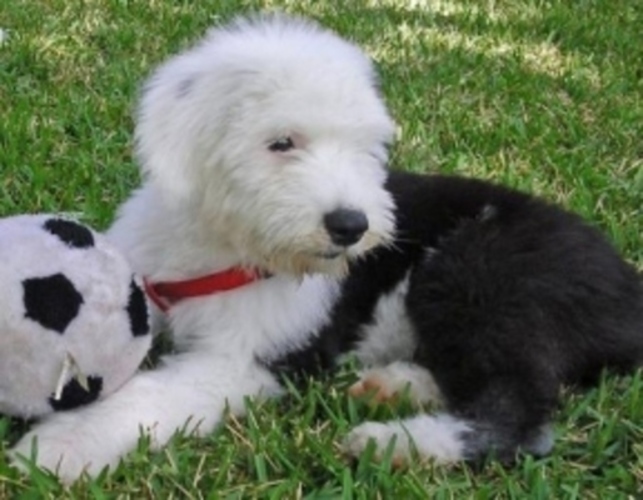Bobtail 