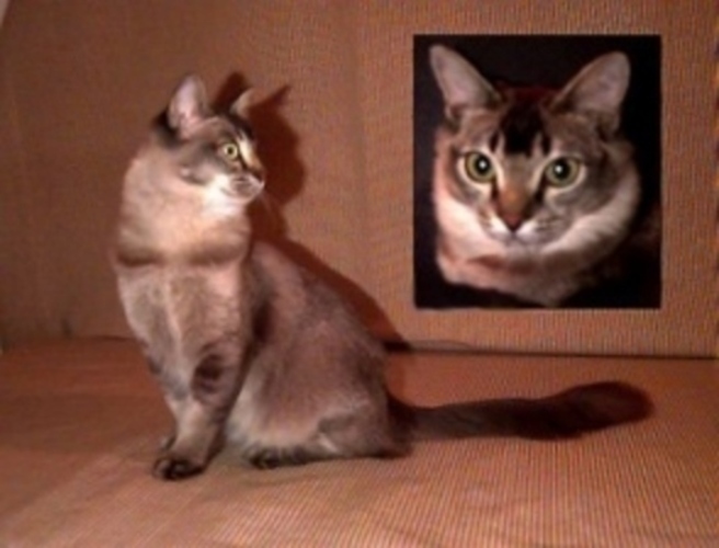 Burmilla 
