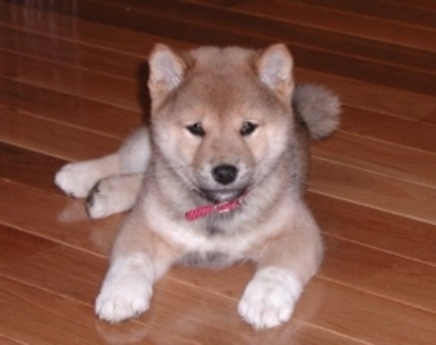 Shiba inu