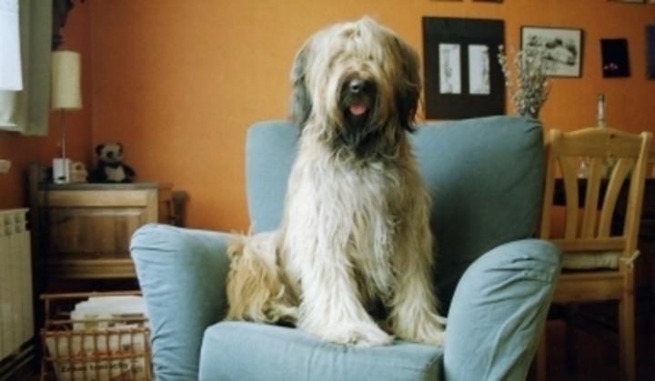 Pes, briard