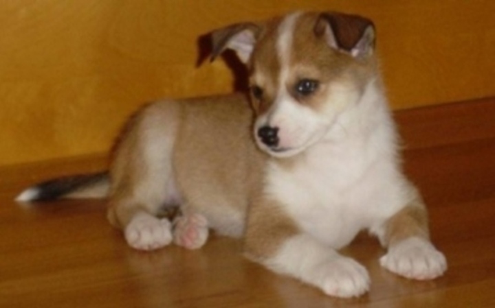 Norský lundehund