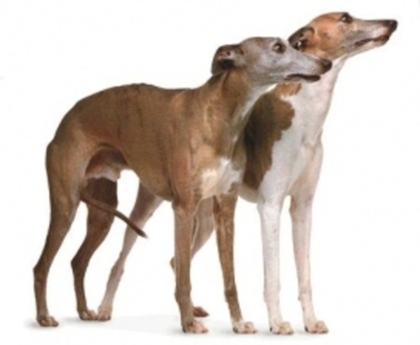 Whippet 