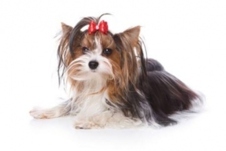 Biewer Yorkies 