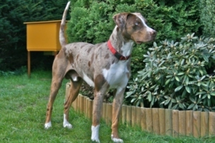 Louisiana Catahoula 