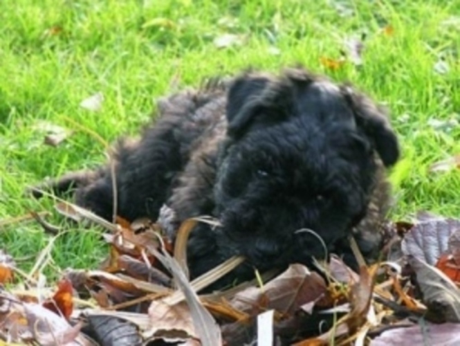 Pumi 