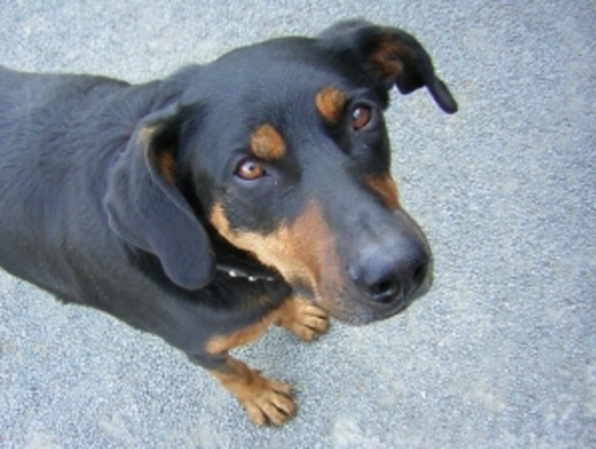 Beauceron