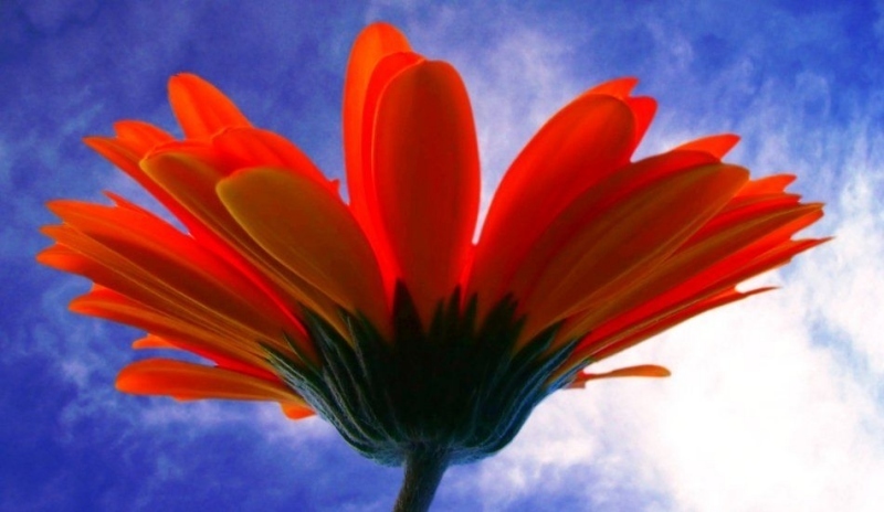 Gerbera