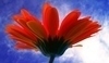 Gerbera