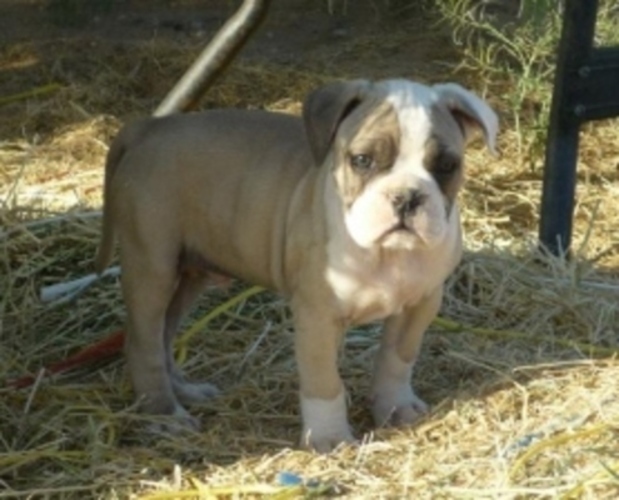 Alapaha Blue Blood Bulldog