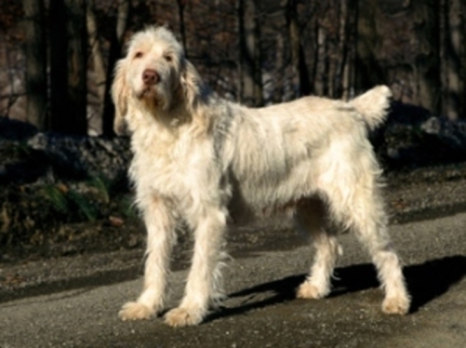 Italský spinone