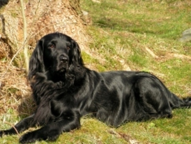 Flat coated retriever