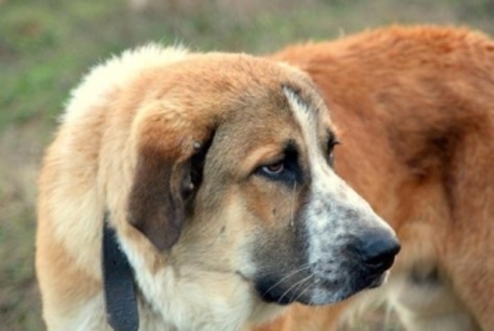 Rafeiro do Alentejo