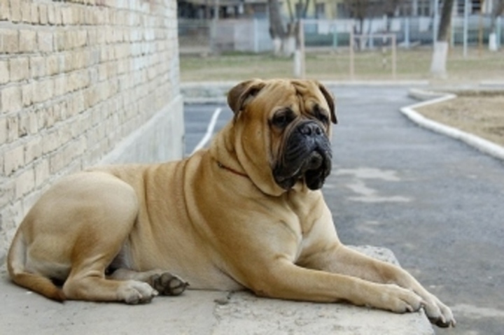 Bullmastif