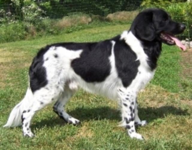 Frisian Pointing Dog