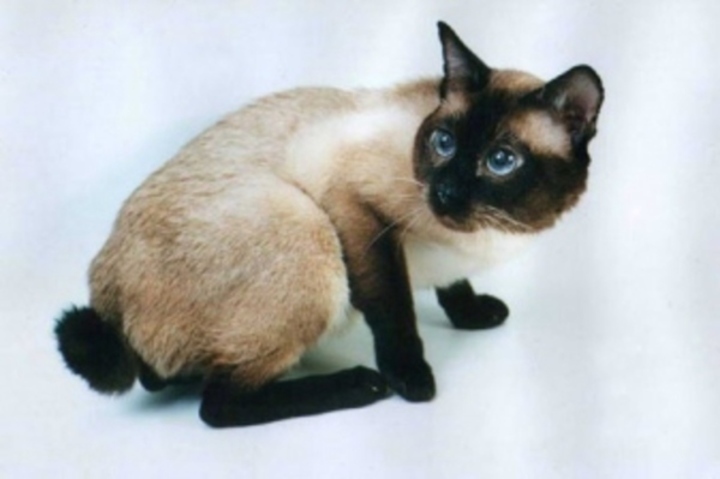 Mekong bobtail 